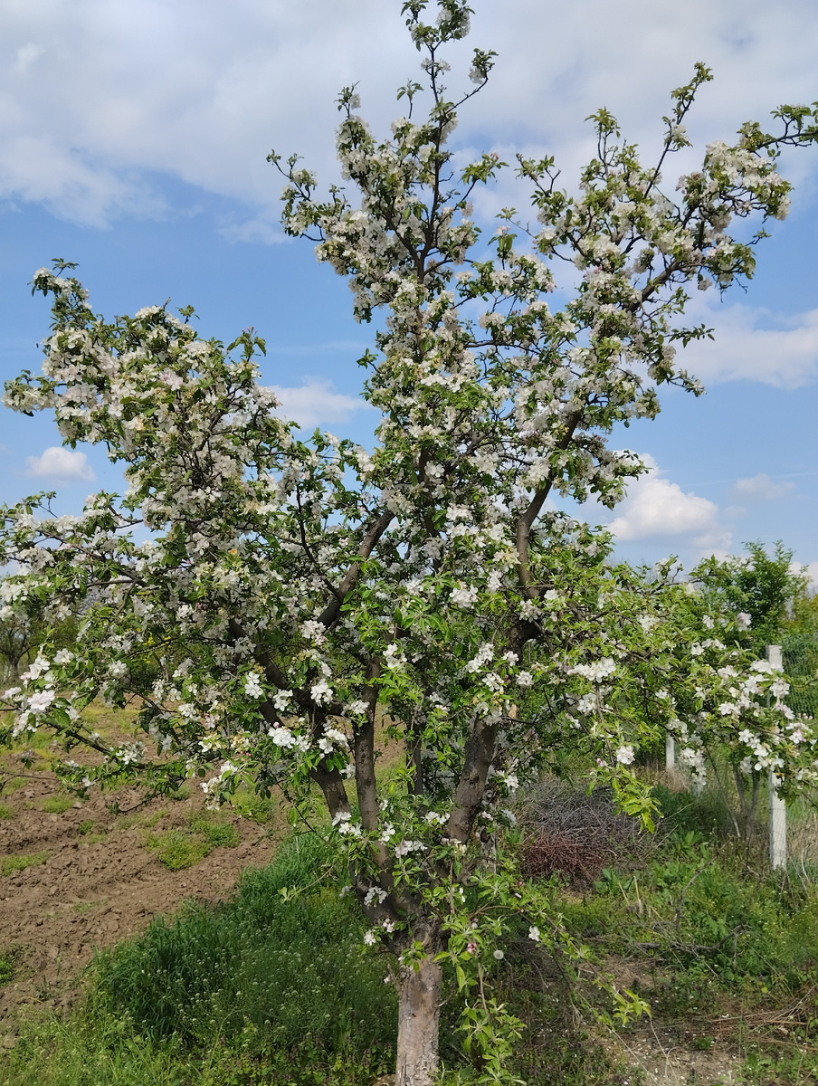 Яблонька. Фото автора