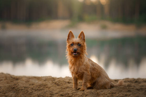 Хозяин, ты типа лидер?