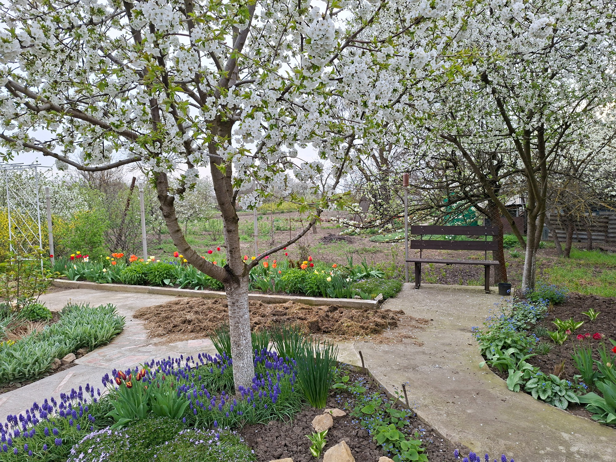 Моя лавочка под вишней.