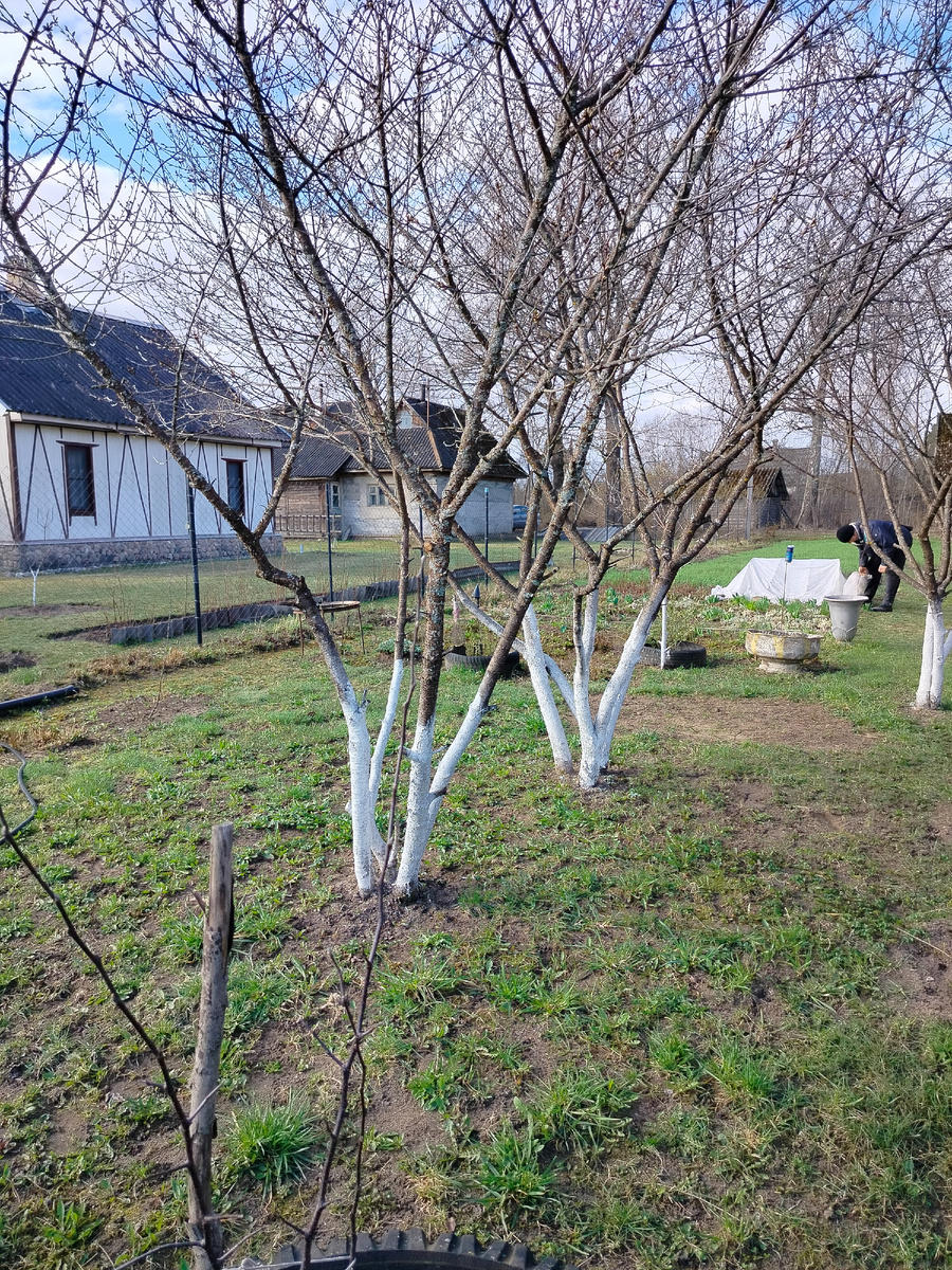 Погода с утра была солнечная. На неделе Саша деревья побелил