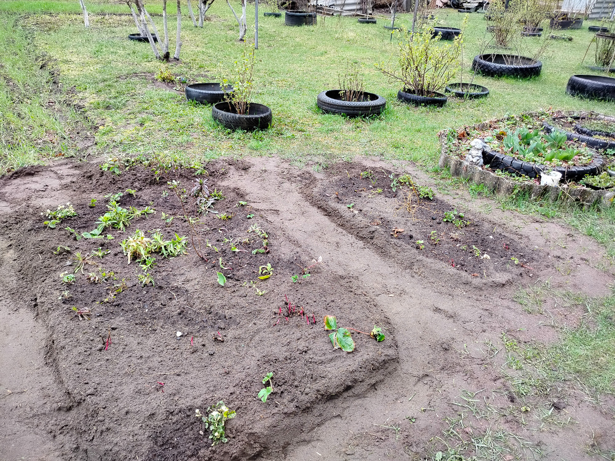 Конечно, по форме нечем хвастаться. Надеюсь, в перспективе что-нибудь придумать. Клубника здесь временно. Потом перенесу на грядку