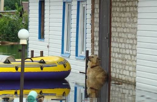 Семья потеряла дом, но у входа их ждал тот, кто не захотел уходить без них