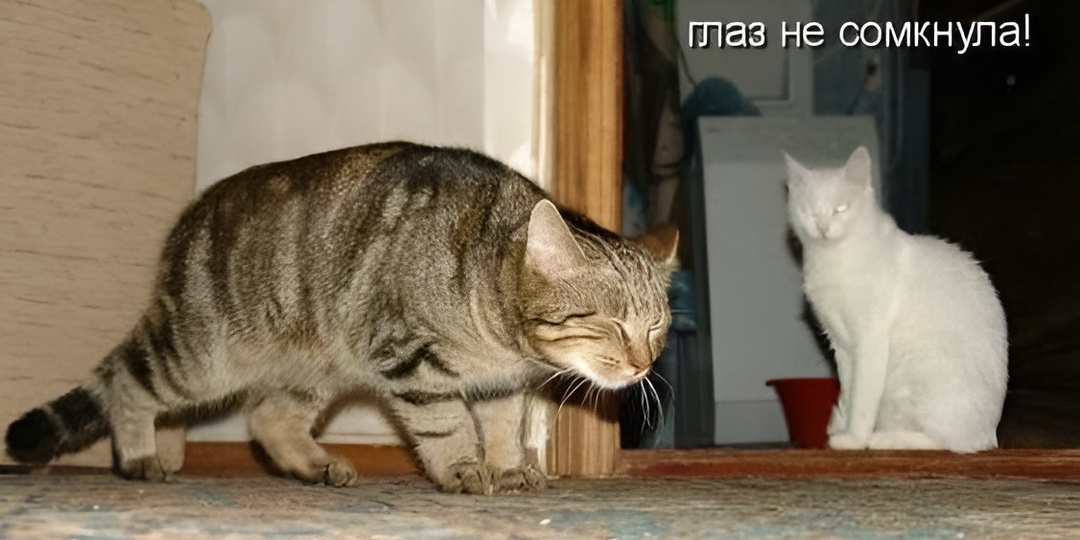 Мемы с котиками для отличного настроения: 15 фото для хорошего дня