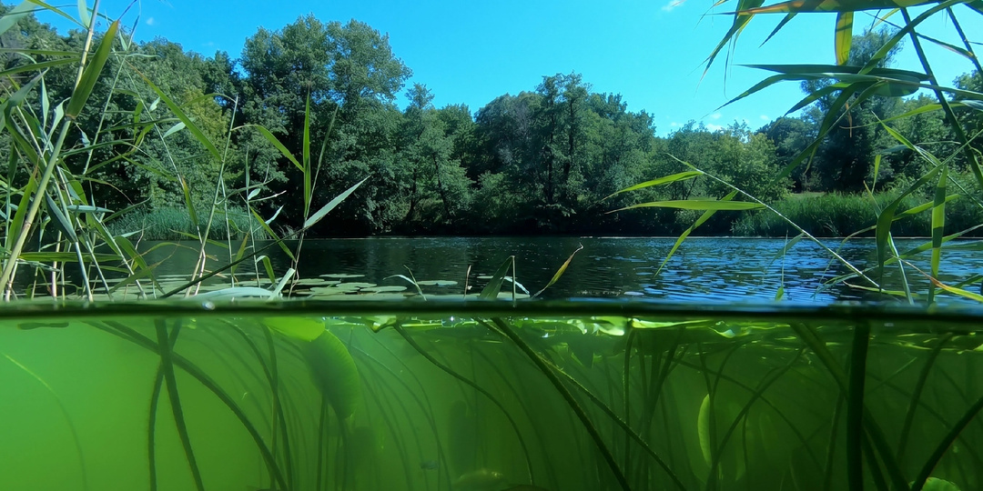 Подводный мир Иловли: что скрывает река под зеркальной гладью