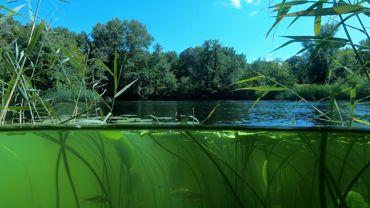 Фото-1. Иловля на границе двух миров: зеркальная поверхность реки и загадочные глубины