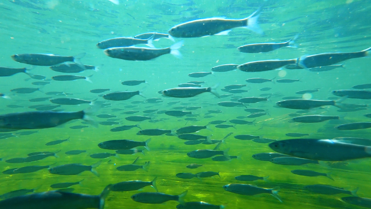 Фото-2. В вихре подводного движения: многотысячная стая рыб уносится стремительным течением Иловли