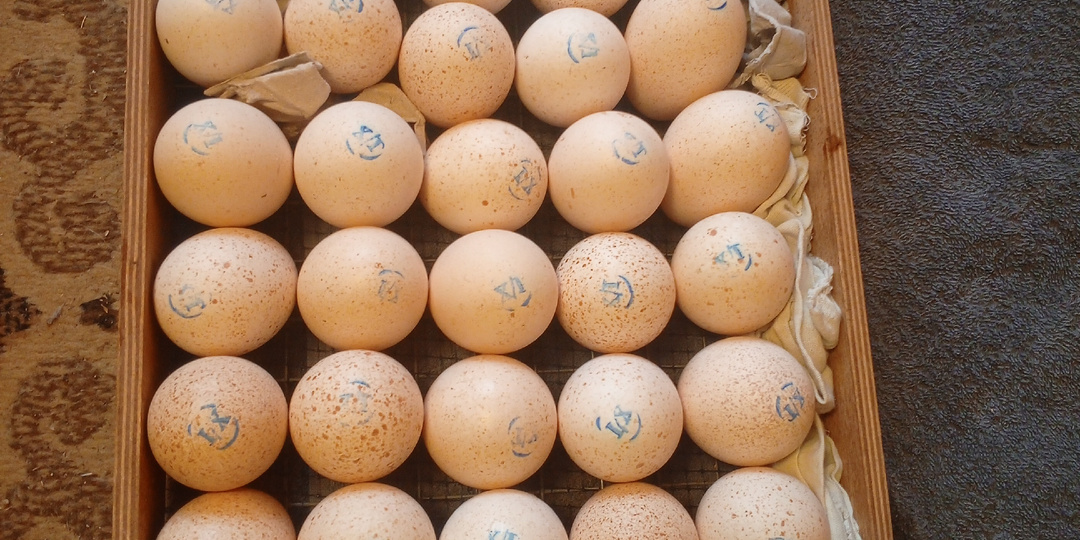 Купила инкубационное яйцо.