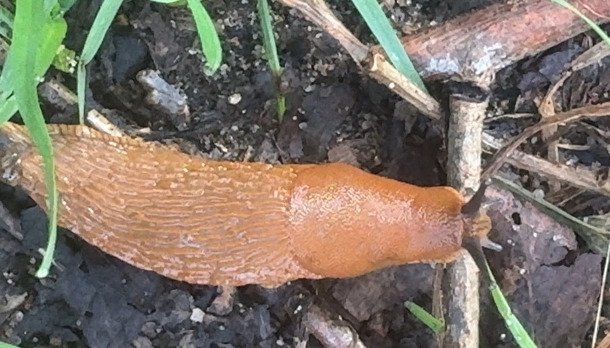    ВКонтакте / vk.com/rpn_szfo