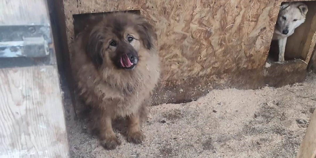 SOS! 3000 хвостиков из Бурятии на грани голода: Мы не собрали ни на крупу, ни на дрова!