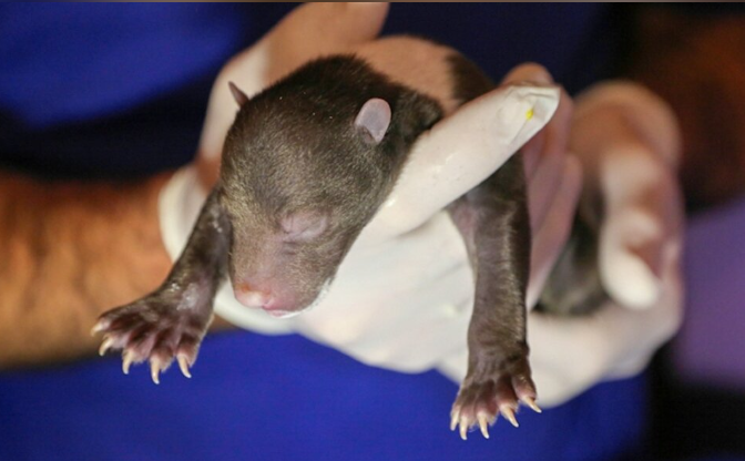 Собака принесла из леса детеныша, чтобы выкормить со щенками: почему его в спешке отнесли врачам