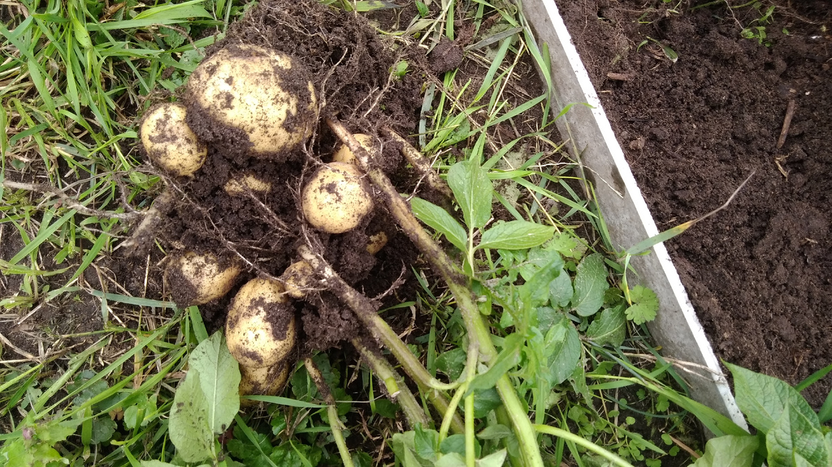 Урожай из "несеменной" картошки.