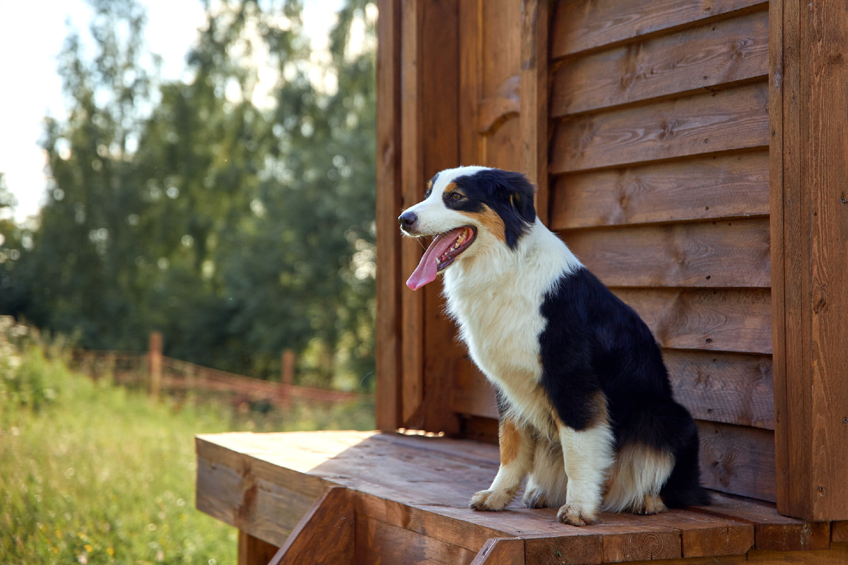 Всегда было интересно, как у собак такой длинный язык в рот помещается. Они его в трубочку сворачивают?