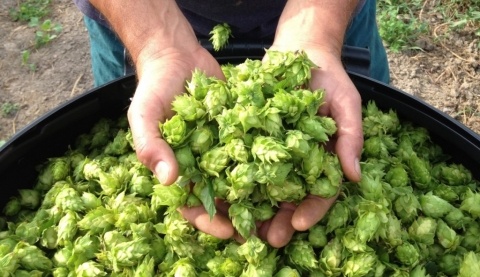 Под Нижним Новгородом построят комплекс по выращиванию хмеля