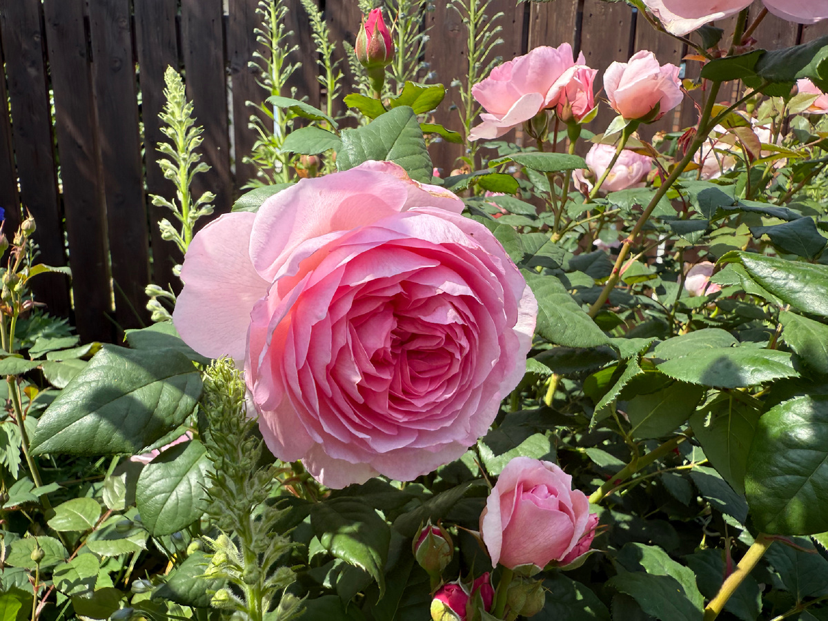 Невозможно, не восхищаться 