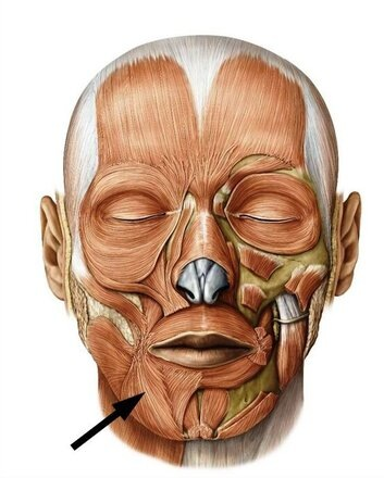 Треугольная мышца