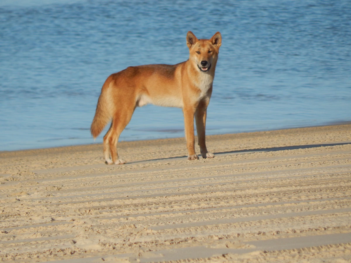 Источник: Википедия