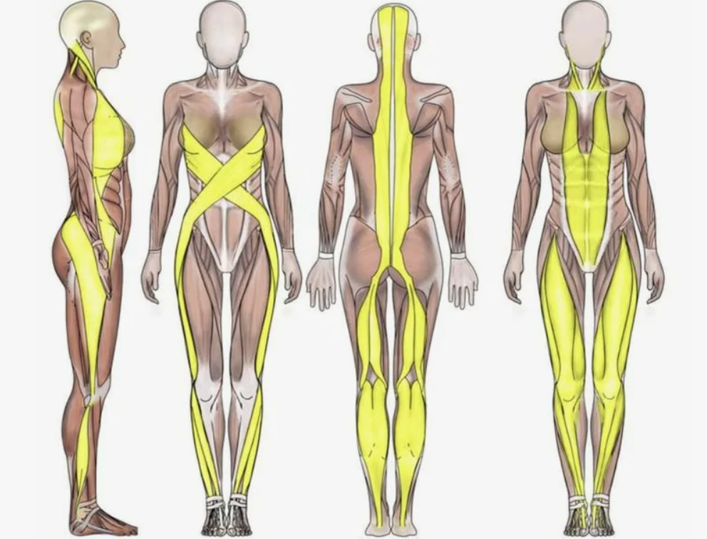 Фасциальные линии в теле