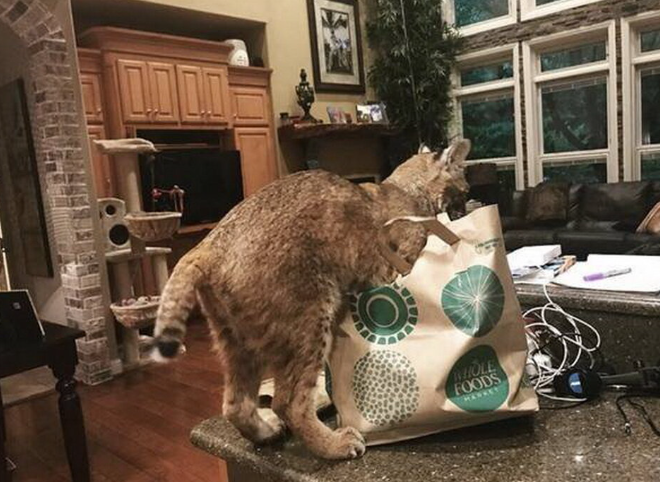 Женщина спасла кошку и забрала ее домой, но оказалось, что она находится в опасности