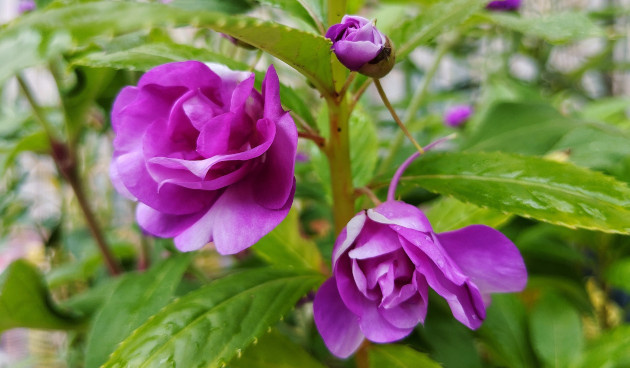    Бальзамин садовый. Фото: Khar / Shutterstock / Fotodom