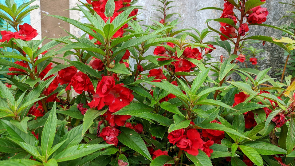 Фото: Ardy Dwi Prayoga / Shutterstock / Fotodom