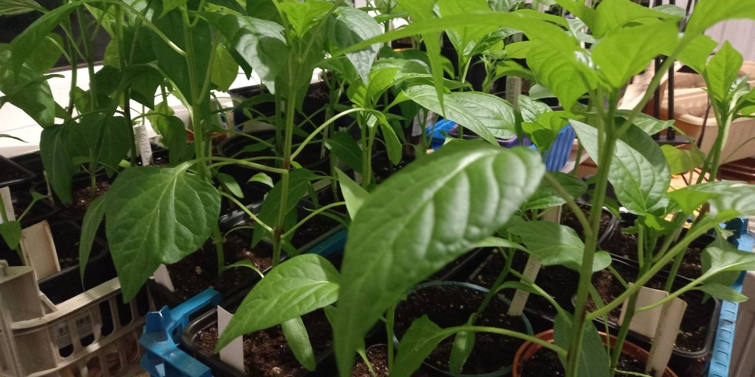 Неудобный репетитор, или Почему я не занимаюсь летом