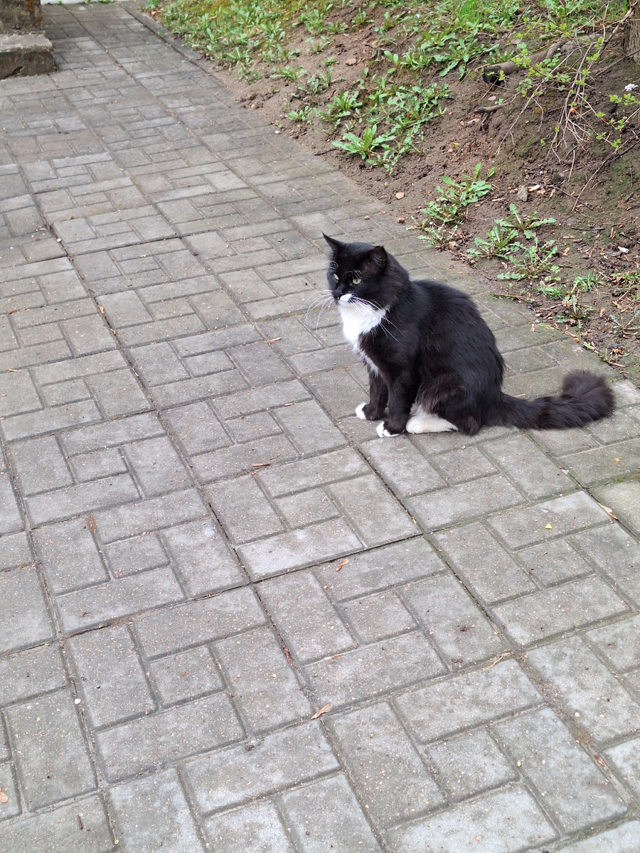 Уличные антидепрессанты.  Мной поглажены и мне замурлыканы.