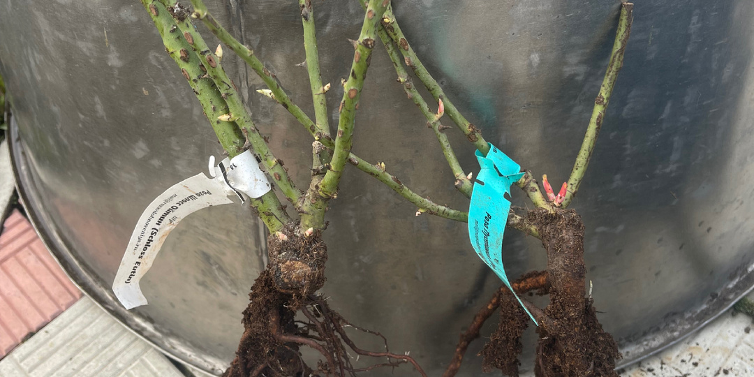 Заказала уцененные саженцы, что в итоге прислали