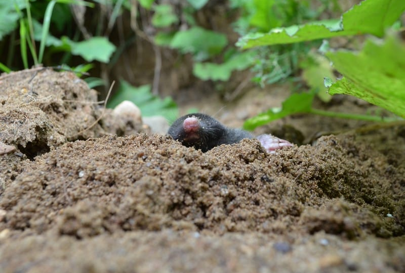 Они пришли за моим урожаем: хроники войны с кротами (пока мы проигрываем)