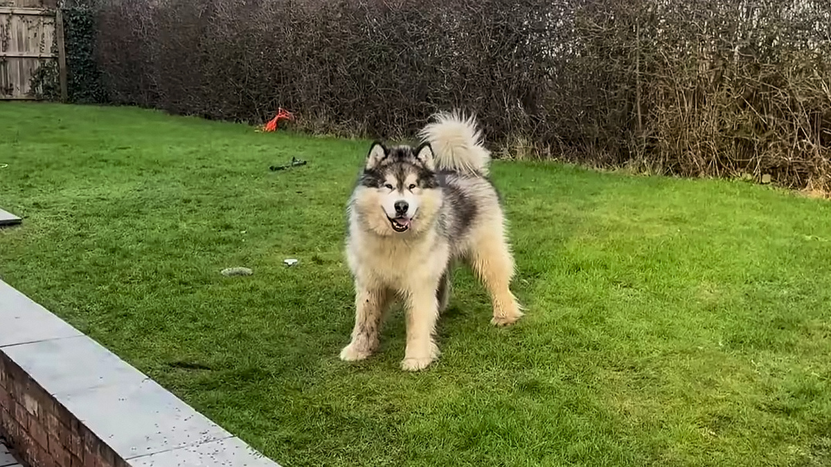 Аляскинский маламут