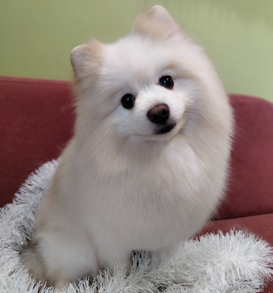 Если алопеции Х у вашего хвостика нет, то никакой груминг ее не спровоцирует. Фото: груминг-салона «Groom Окружная».