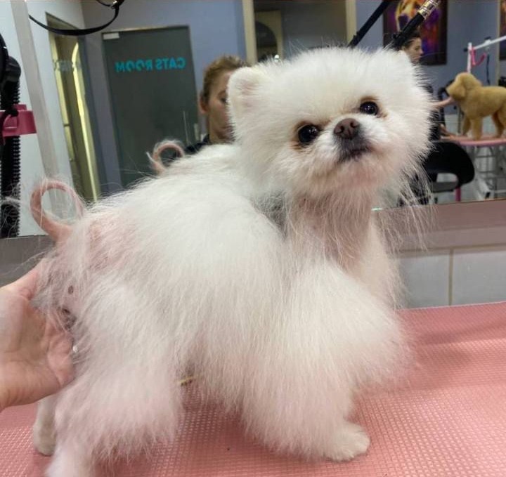 Может ли груминг стать причиной облысения у шпицев? Фото: Информационный портал Свердловской области.