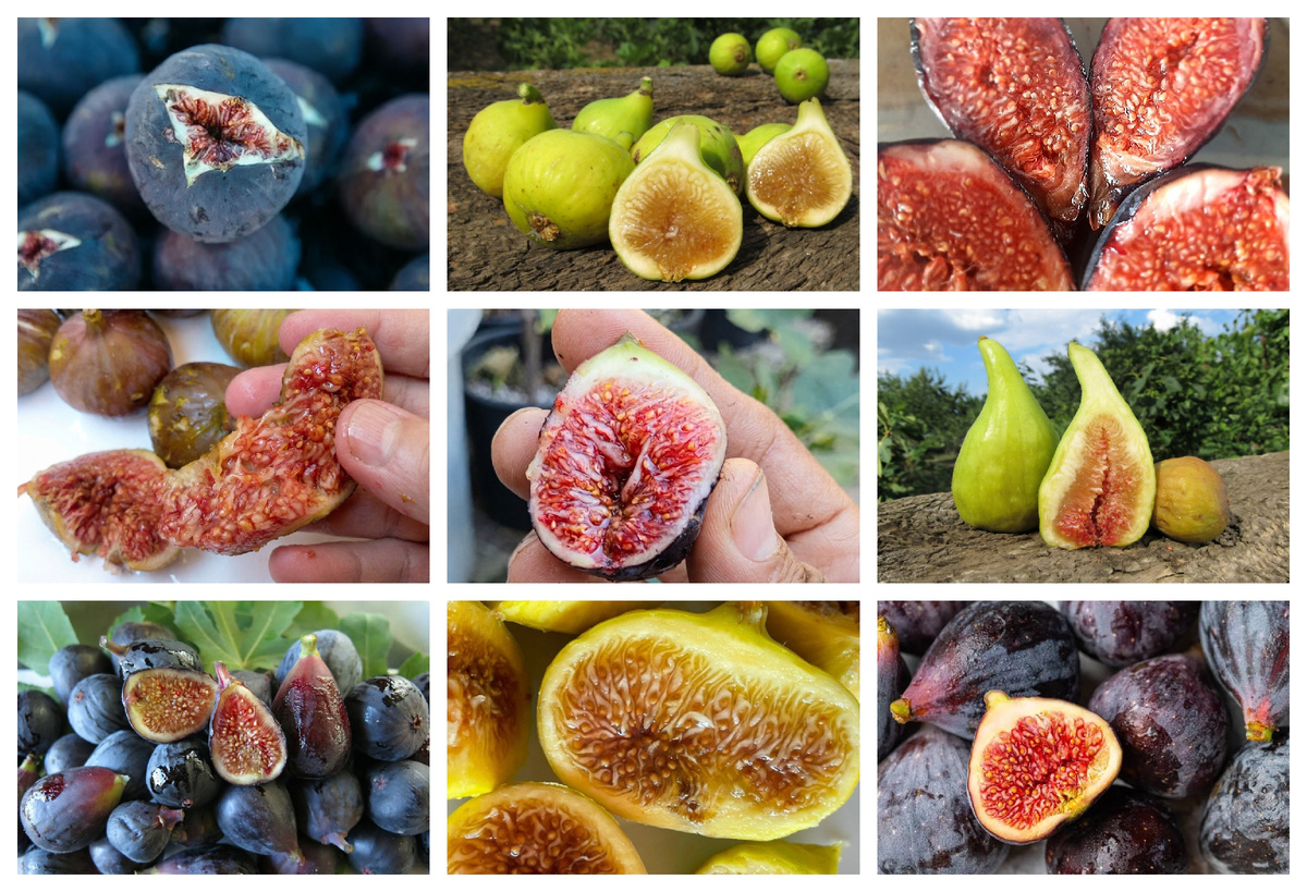 Саженцы инжира — собственное производство. 10 проверенных сортов. Ростов-на-Дону | Маленькие Сады