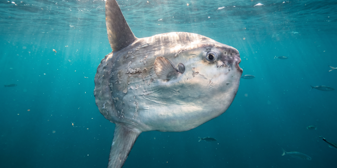 Огромная рыба-луна перекрыла канал в Венеции