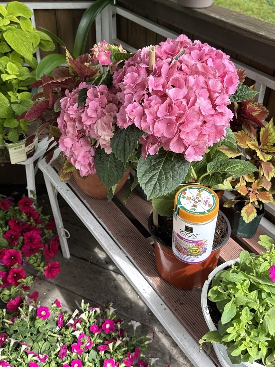 как обрезать гортензию