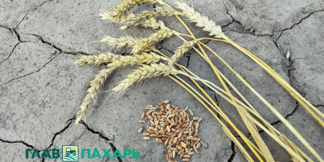 По итогам 2025 года отечественные аграрии недосчитались более 100 млрд рублей прибыли — Алексей Гордеев