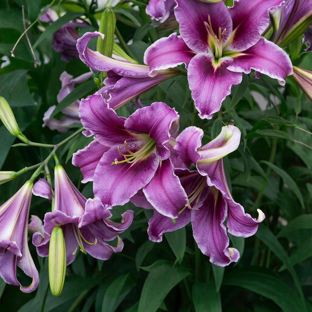 цветок лилейник