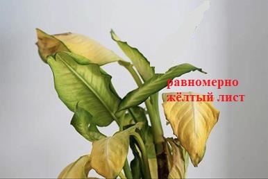 равномерно жёлтый лист