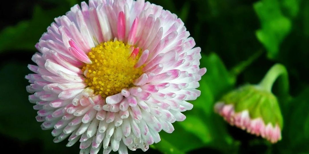 Маргаритки: посадка и уход в открытом грунте, выращивание из семян и когда сажать на рассаду