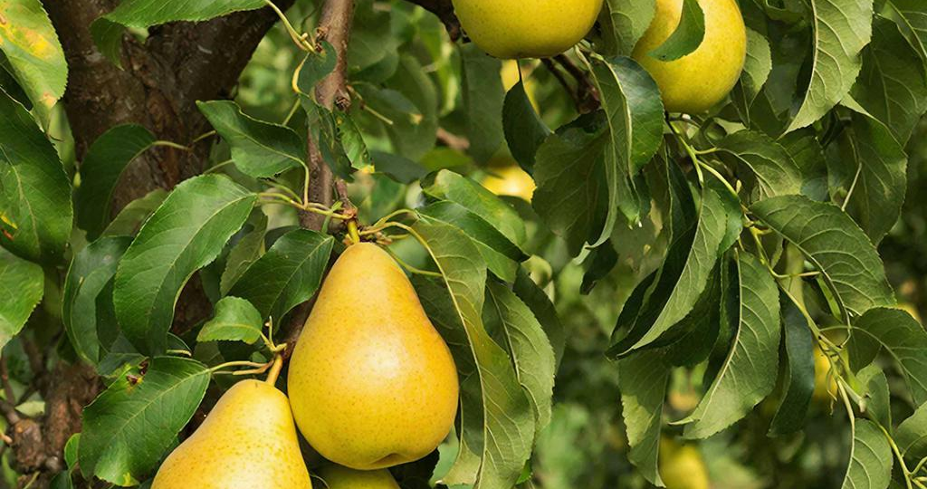 Груша: посадка, обрезка и уход весной