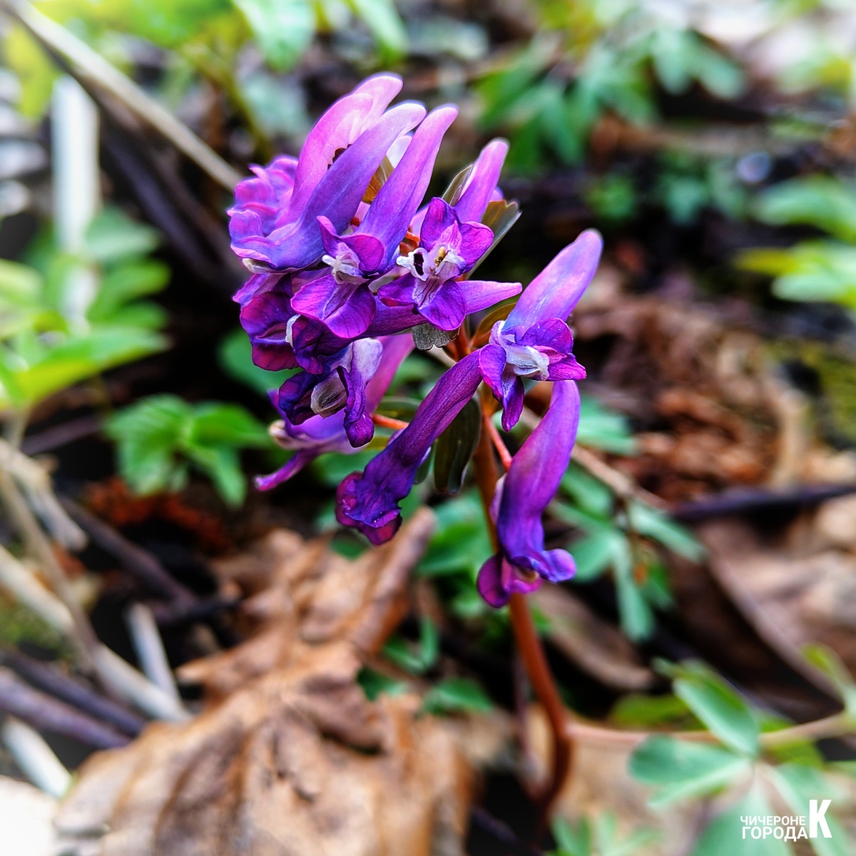 Corydalis solida - наш сегодняшний герой