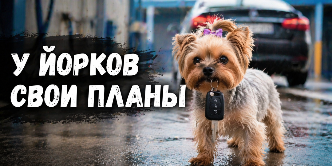 Оставили йорка в машине на мойке — и вот что они сделали