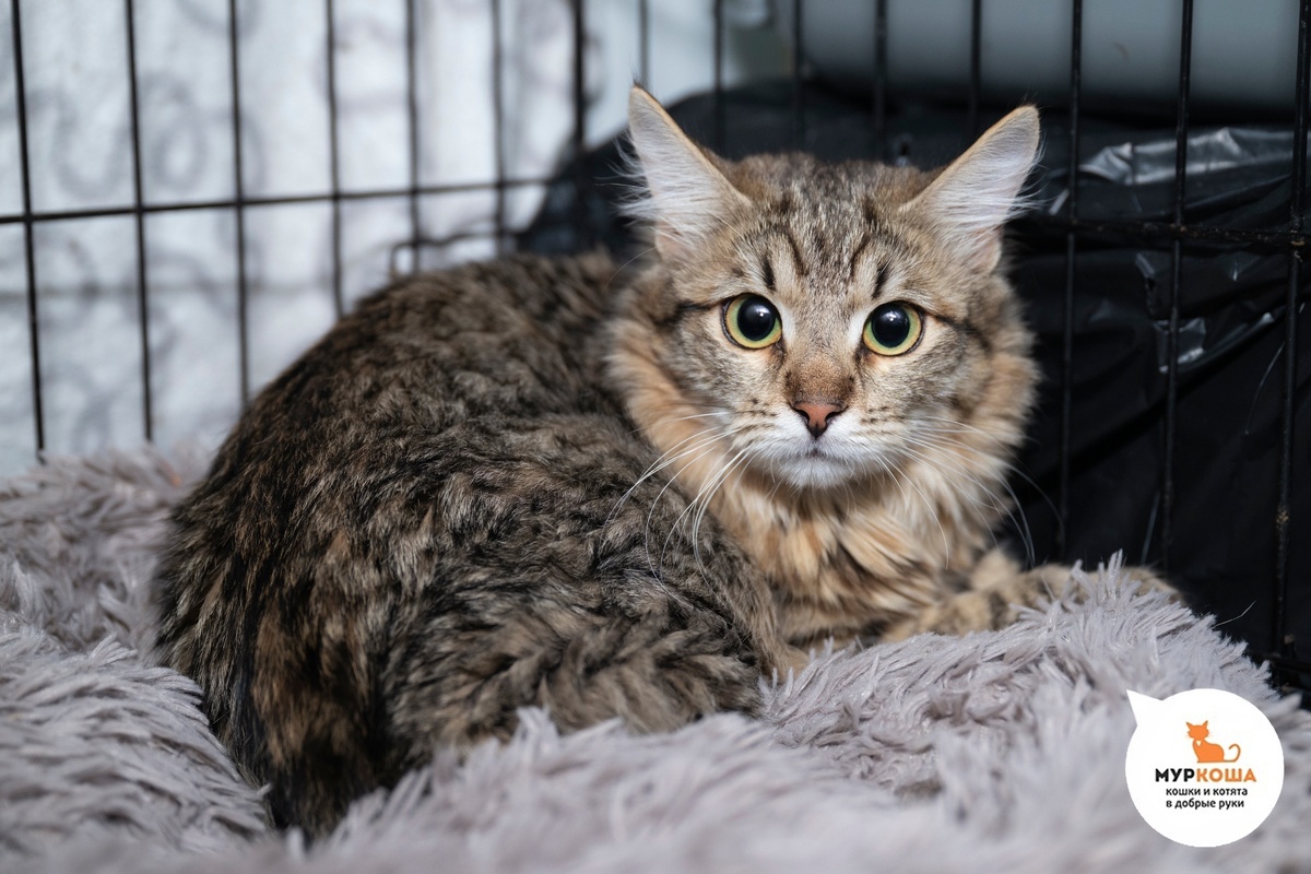 Банджо найден на улице.