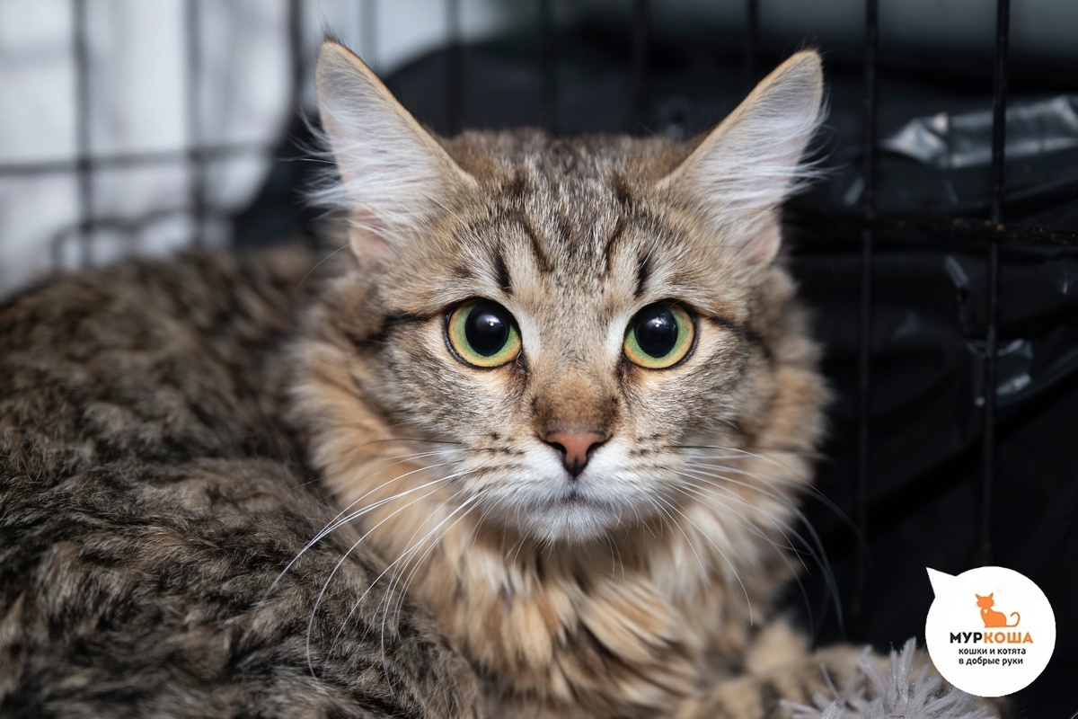 Банджо настоящий мастер мурчательного искусства.