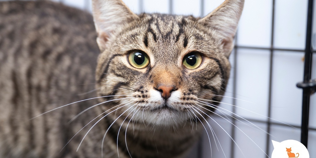 Кошки самые лучшие друзья