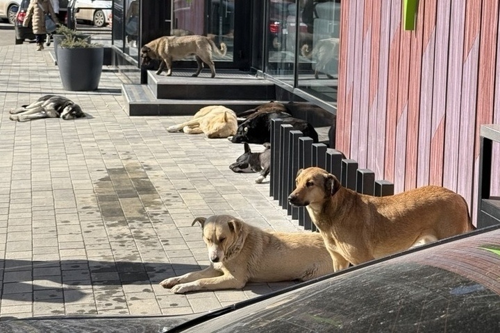 В Приамурье пенсионерку оштрафовали за бесконтрольный выгул собак