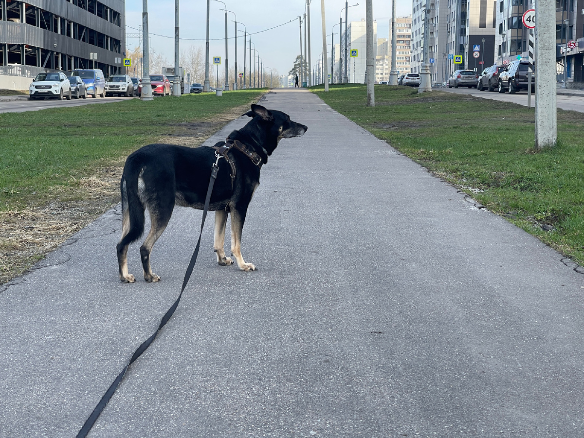 А в последнее время гулять мне приходится дольше... Видите ли, Миша так решил 🤨...