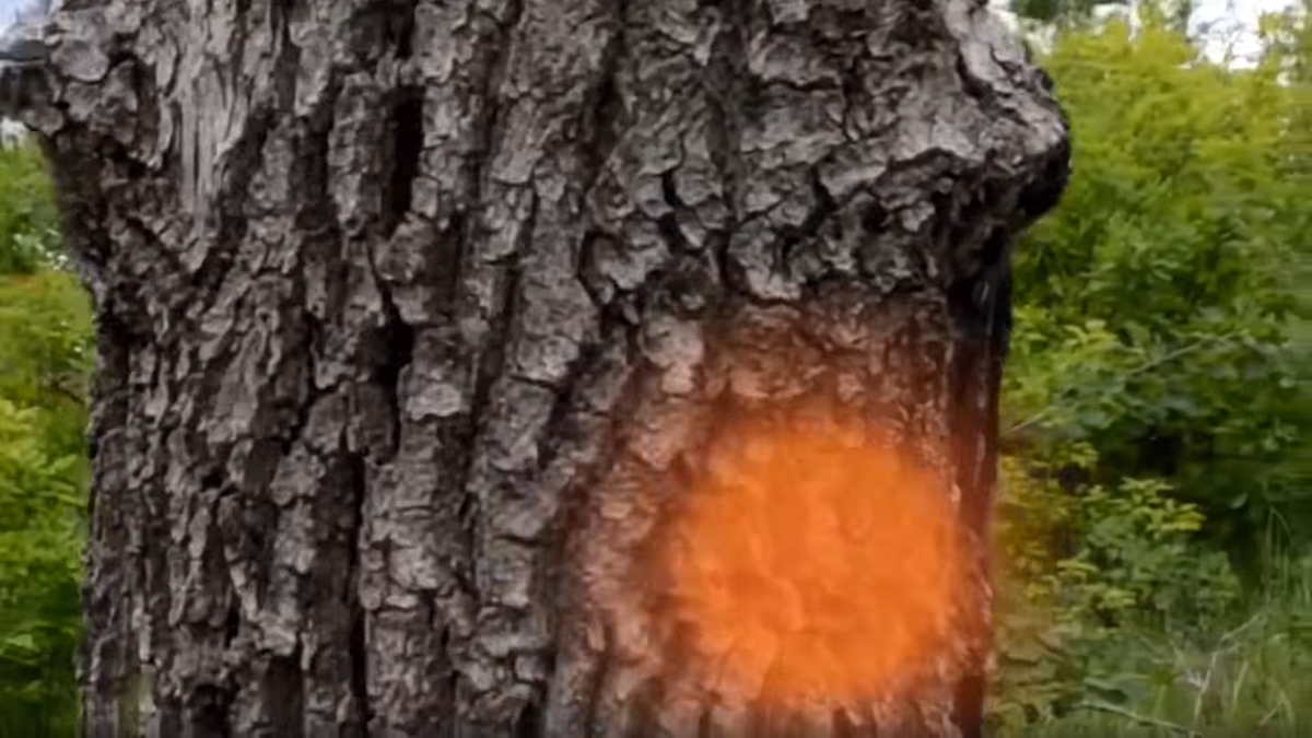 «Тот самый момент: легендарные шаровые молнии Медведицкой гряды оставляют свои автографы на вековых деревьях»