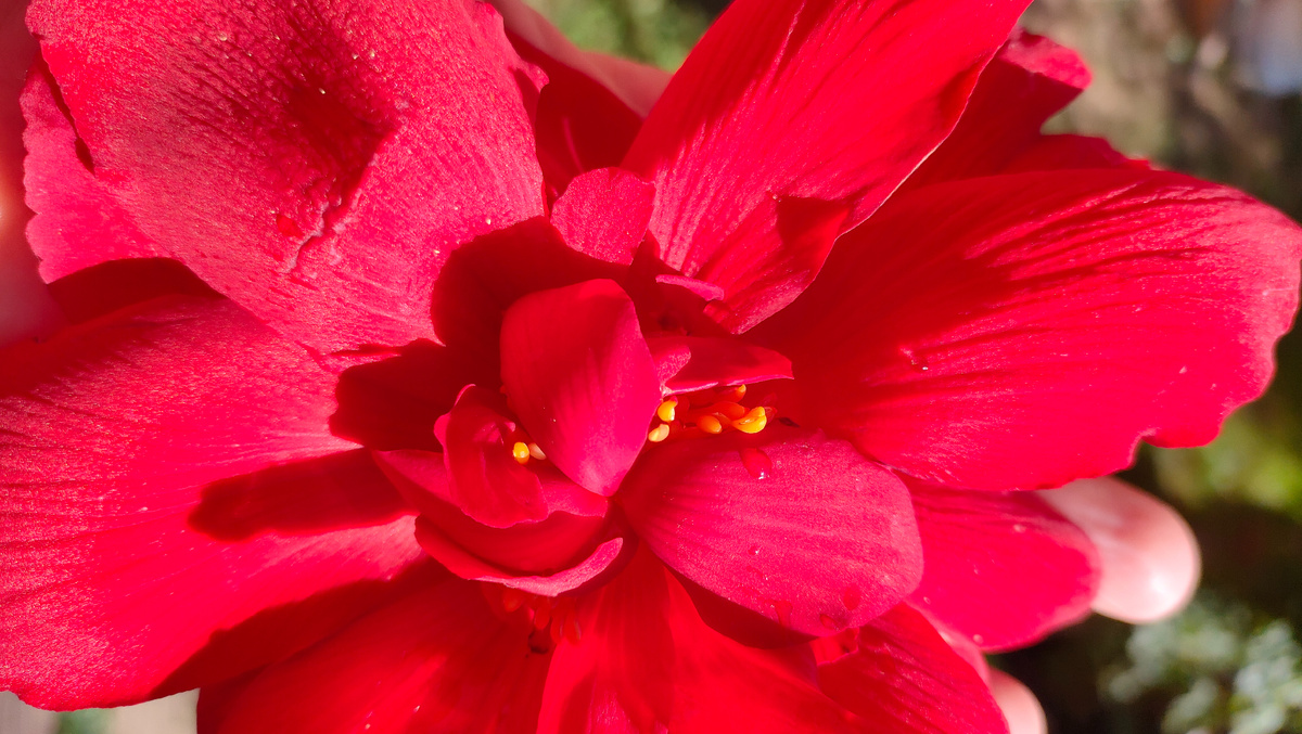 10.09.25 Бегония Скарлетт