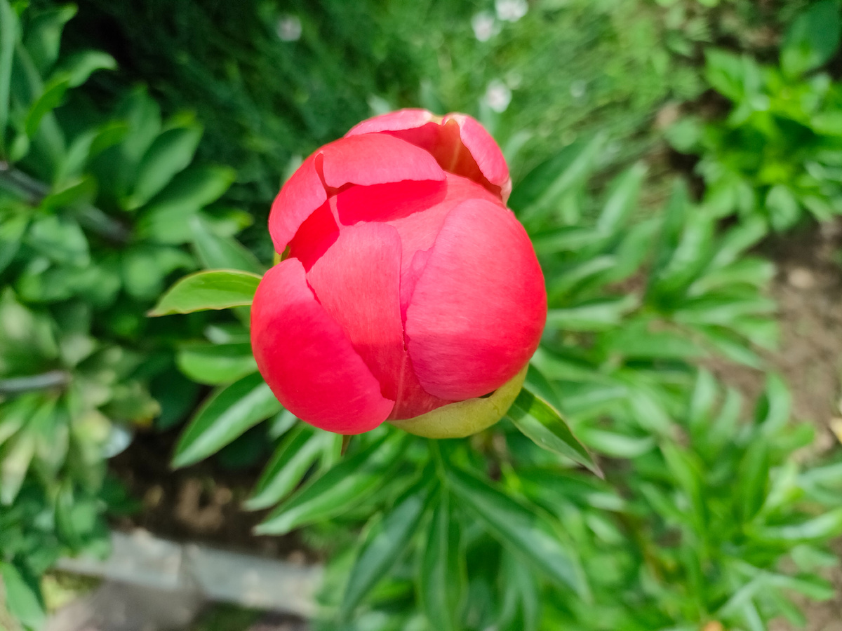 05.06.23 Пион Корал Суприм