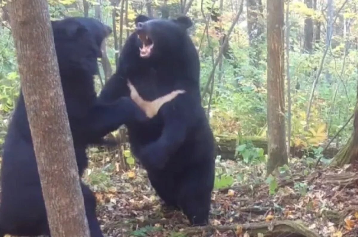    В Приморье гималайских медведей впервые учтут по уникальному «галстуку»
